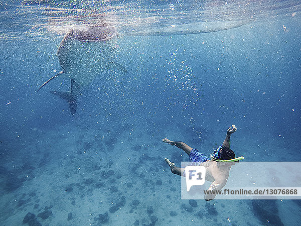Shirtless man snorkeling by whale shark undersea