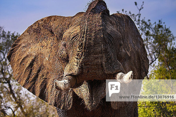 Afrikanischer Elefant aus niedrigem Blickwinkel