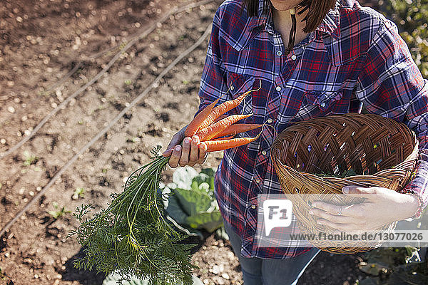 Mittelteil einer Frau  die frische Karotten hält  während sie einen Korb auf dem Feld trägt