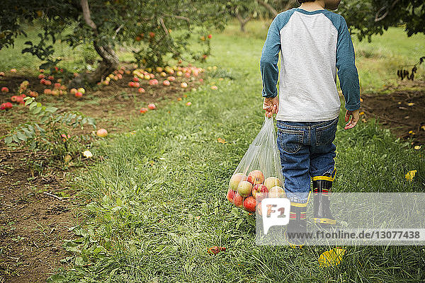 Low section of boy carrying apples in plastic bag at orchard