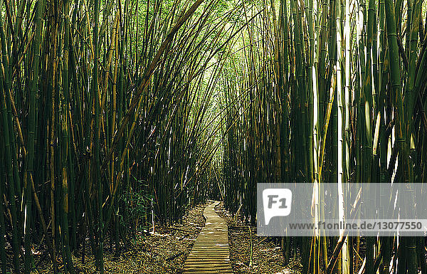 Strandpromenade inmitten von Bambusbäumen im Wald
