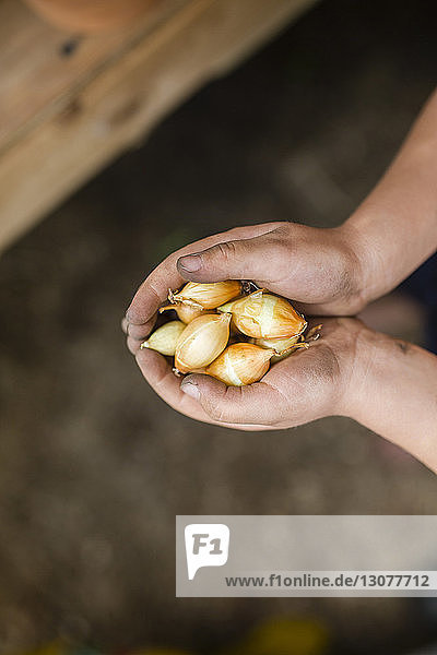 Cropped hands of boy holding onions