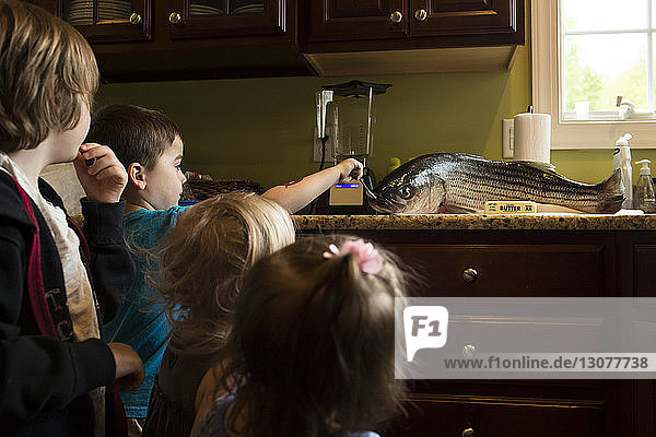 Siblings looking at fish in kitchen at home