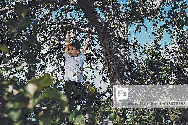 Niedrigwinkel-Ansicht eines am Baum hängenden Jungen