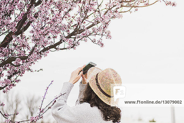 Junge Frau mit Hut fotografiert Kirschblüten mit Smartphone im Park