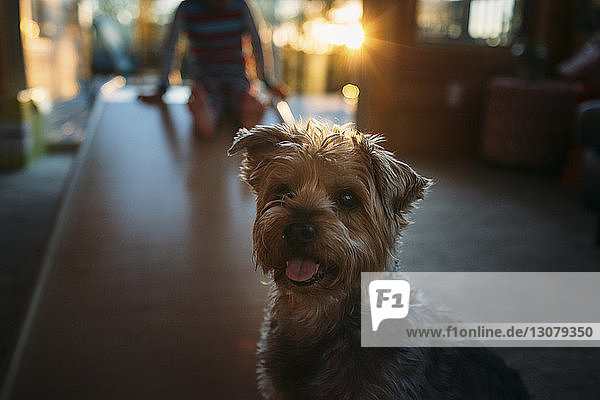 Porträt eines Yorkshire Terriers zu Hause mit einem Jungen im Hintergrund