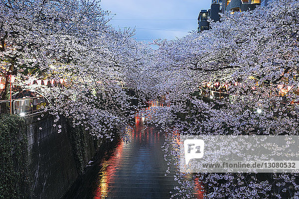 Heitere Blüten am Meguro-Fluss in der Abenddämmerung