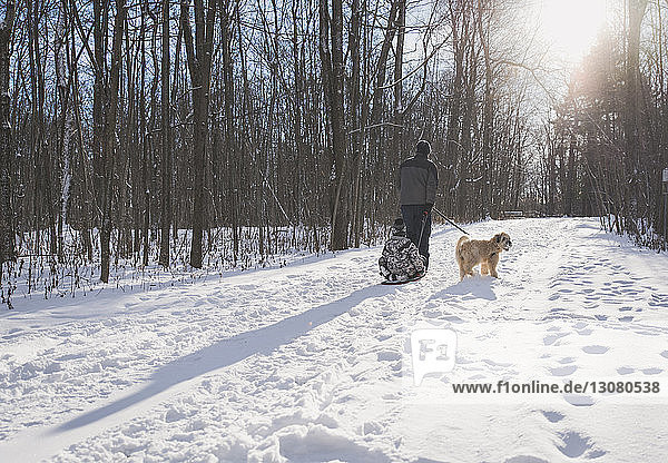 Rear view of father pulling sled with son by dog on snowy field against bare trees