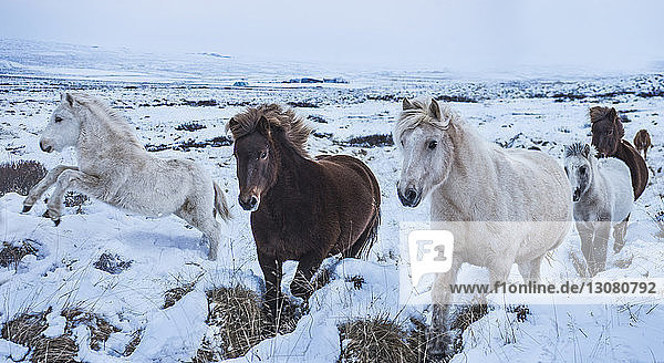 Pferde rennen auf verschneiter Landschaft gegen den Himmel