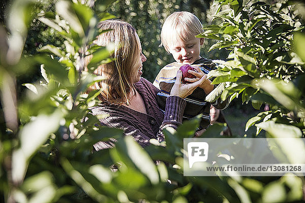 Mutter zeigt dem Sohn einen Apfel  während sie im Obstgarten steht