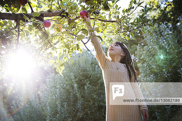 Mädchen pflückt Apfel bei der Ernte im Obstgarten