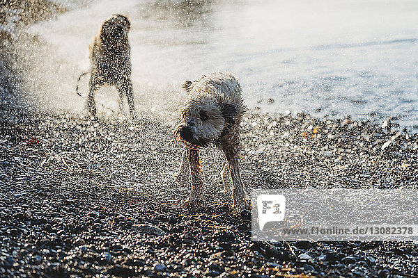 Hochwinkelaufnahme von nassen Hunden  die Wasser abschütteln  während sie am Strand stehen