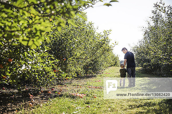 Rear view of father and son walking on field in apple orchard