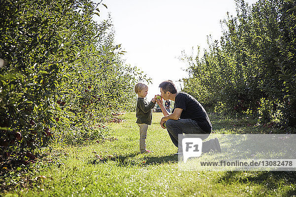 Vater mit Sohn riecht Apfel im Obstgarten