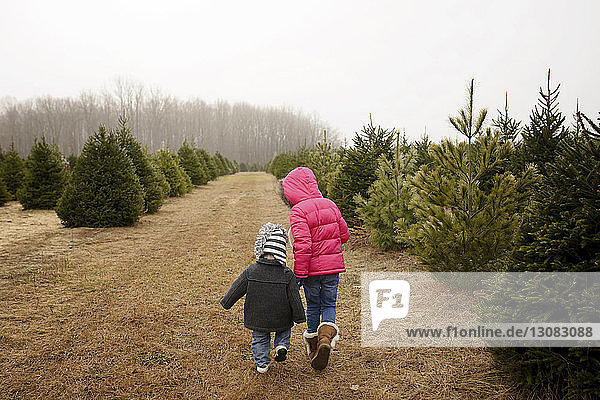 Siblings walking in Christmas tree farm against clear sky