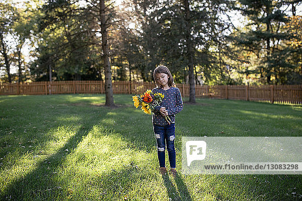 Mädchen in voller Länge hält Sonnenblumen  während sie auf dem Feld im Hof steht