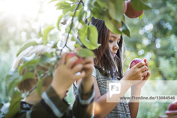 Mädchen betrachtet Apfel  während sie im Apfelgarten steht