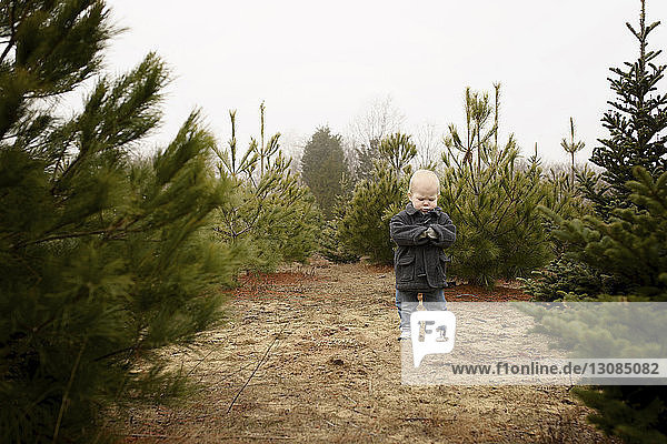 Boy standing in Christmas tree farm against clear sky