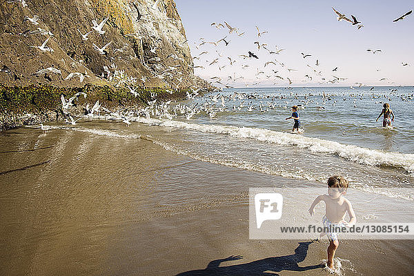 Three boys running from seagulls