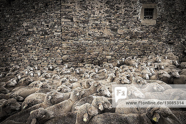 Hochwinkelansicht von Schafen  die an einer alten Ziegelmauer stehen