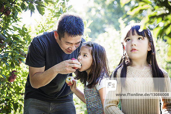Vater füttert Tochter mit Apfel  während er im Obstgarten steht