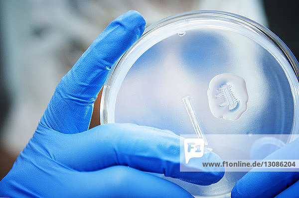 Nahaufnahme eines Wissenschaftlers  der im Labor Proben in Petrischalen untersucht