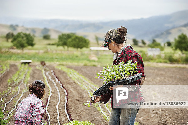 Female farmers working on field