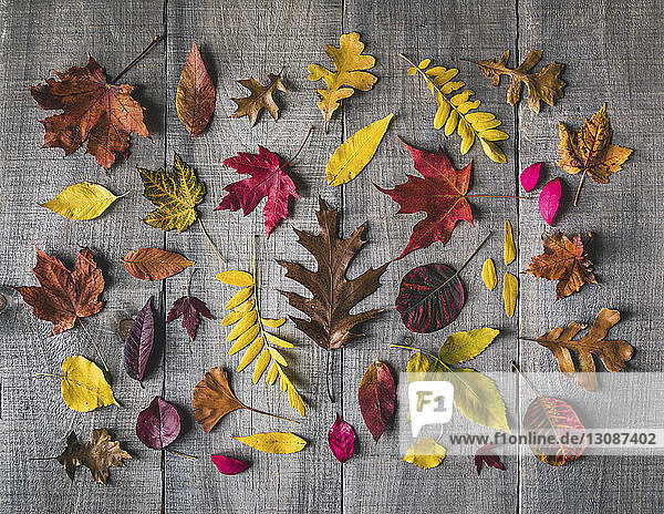 Draufsicht auf verschiedene Blätter auf einem Holztisch im Herbst