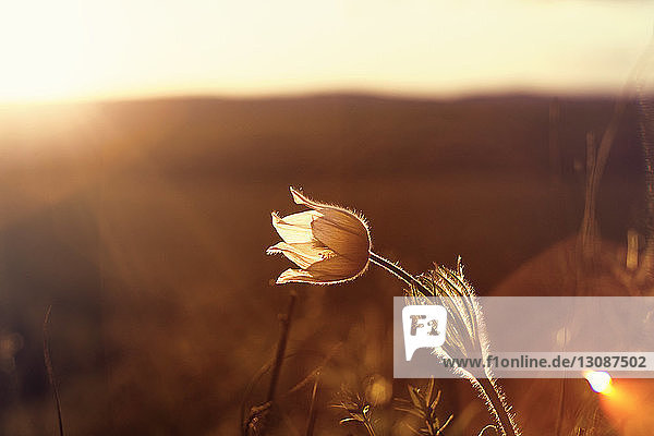 Nahaufnahme einer Blume  die während des Sonnenuntergangs auf dem Feld blüht