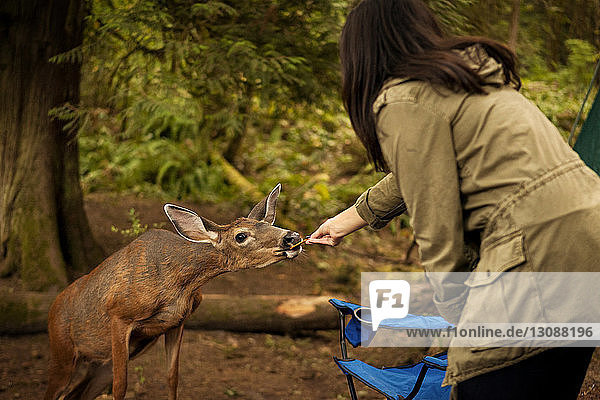 Frau füttert Hirsche  während sie im Wald steht