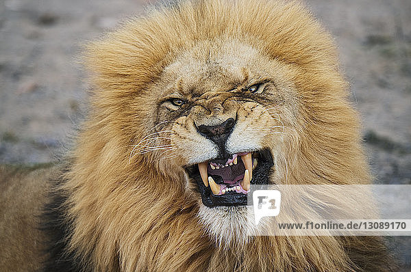 Nahaufnahme-Porträt eines wütenden Löwen im Nationalpark