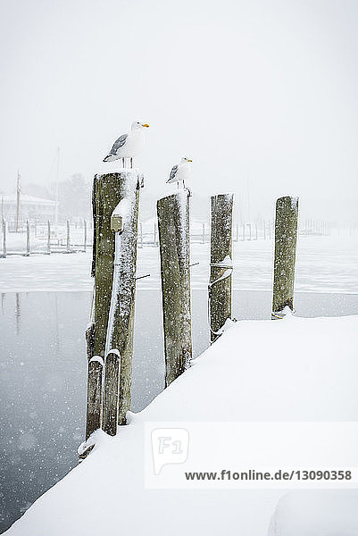 Seagulls perching on wooden posts during winter