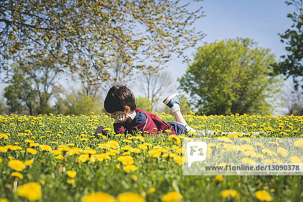Side view of boy lying amidst yellow flowering plants on field at park during sunny day