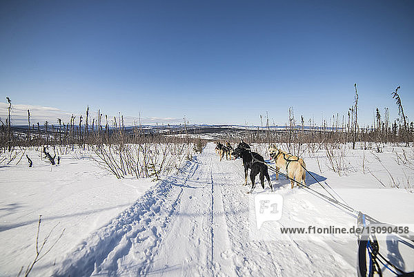 Schlittenhunde auf schneebedecktem Feld vor blauem Himmel