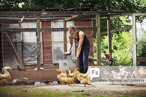 Landwirt füttert Hühner