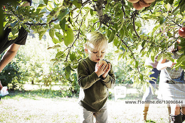 Junge kräuselt sich  während er den Apfel auf dem Feld hält