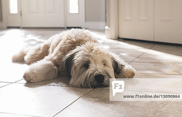 Porträt eines zu Hause auf dem Boden liegenden Hundes