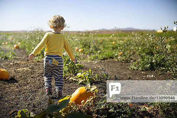 Full length rear view of boy walking on pumpkin field during sunny day