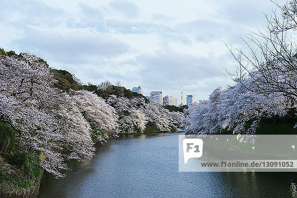 Fluss inmitten von Kirschblütenbäumen bei Chidorigafuchi gegen den Himmel