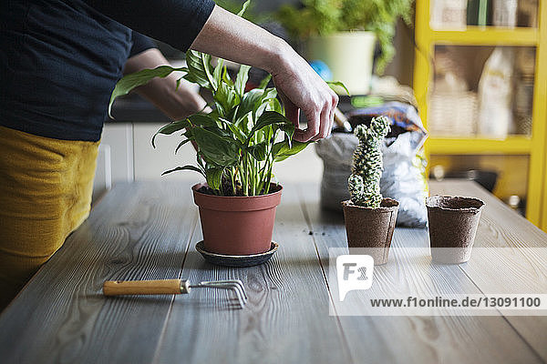 Midsection of woman planting plants in pot on table