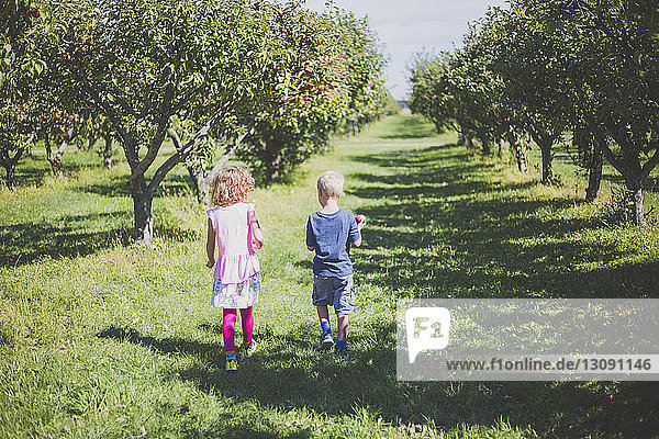 Rear view of siblings walking on grassy field amidst apple trees in orchard
