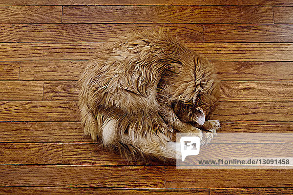 Draufsicht einer auf einem Hartholzboden schlafenden Ingwer-Katze