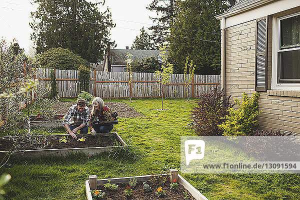 Smiling couple planting in raised bed at backyard