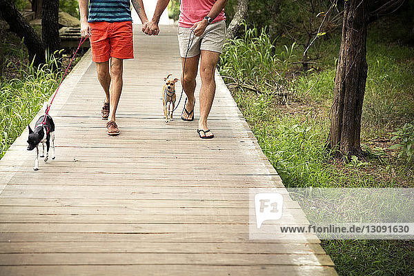 Low section of homosexual couple walking with Chihuahuas on boardwalk at park