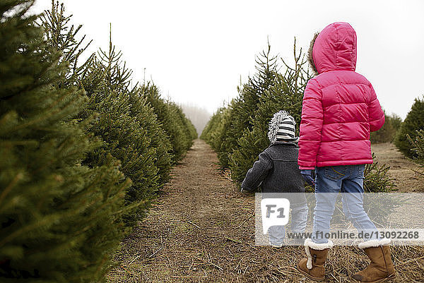 Rear view of siblings walking in Christmas tree farm against clear sky