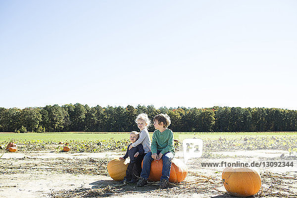 Siblings sitting on pumpkins on field against clear sky during sunny day