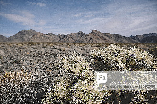 Ruhige Ansicht von Bergen gegen den Himmel mit Kaktus im Vordergrund in der Wüste