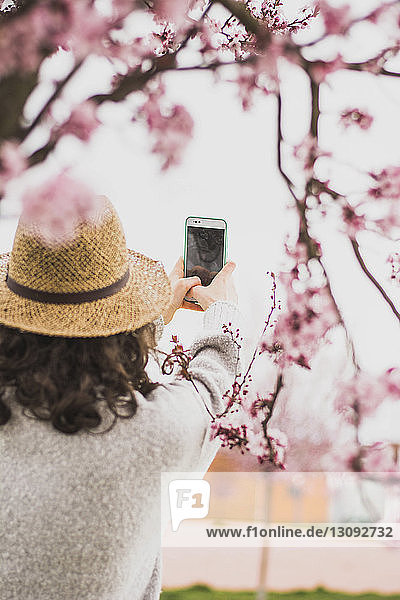 Rückansicht einer jungen Frau  die im Park Kirschblüten mit einem Smartphone fotografiert