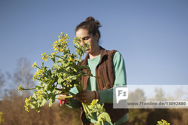 Frau untersucht Pflanzen auf dem Feld vor klarem blauen Himmel