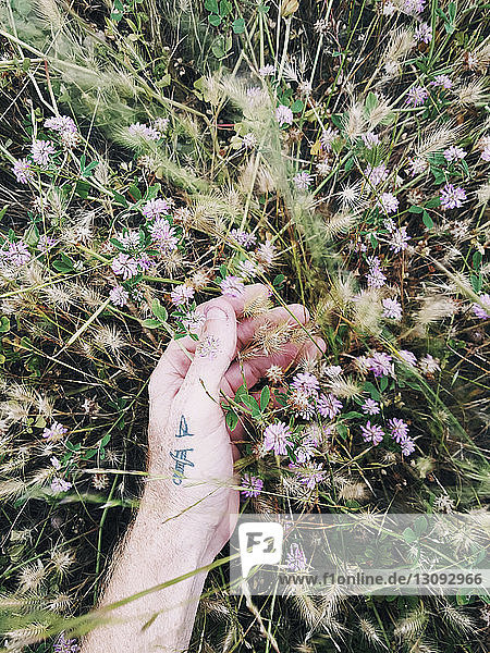 Geschnittene Hand eines Mannes berührt Blumen  die auf dem Feld wachsen